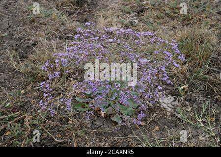 Limonium gmelinii, Siberian Statice. Wild plant shot in summer. Stock Photo