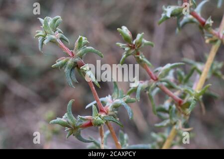 Petrosimonia brachiata - Wild plant shot in summer. Stock Photo