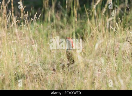 Green Woodpecker (Picus viridis) Stock Photo