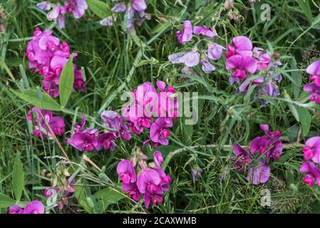 Flowers of Everlasting Pea (Lathyrus latifolius) Stock Photo