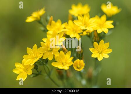 Yellow-wort (Blackstonia perfoliata) Stock Photo