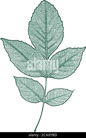 Distress tree leaves, leaflet texture. Green and white grunge background. EPS 8 vector. Stock Vector