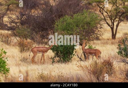 Gerenuk male and female pair 'Litocranius walleri' with long necks feed at green bush. Samburu National Reserve, Kenya, Africa. African safari animals Stock Photo