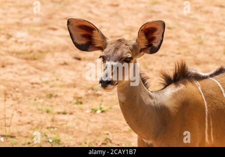 Greater kudu female cow, 'Tragelaphus strepsiceros', face with big ears and eyes. Samburu National Reserve, Kenya, Africa. Large eared wild antelope