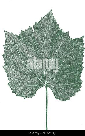 Distress tree leaves, leaflet texture. Green and white grunge background. EPS 8 Illustration . Stock Vector