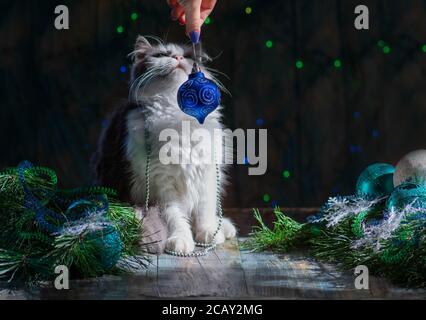 Happy cat plays with a Christmas toys. Curious kitten sitting in tinsel and Christmas decorations. Kitty playing with Christmas toys. Stock Photo