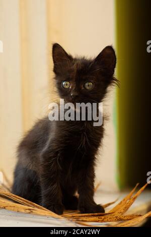 Black cat looks with curiosity at home. Cute amazing kitten. Portrait of cute pretty kitten. Stock Photo