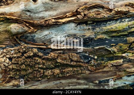 Tree bark detail, fallen tree log Stock Photo