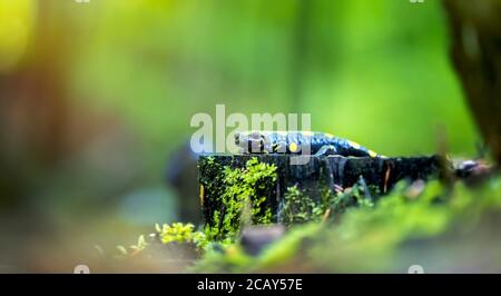 Fire salamander in the natural environment, natural habitat, close up, wildlife, Salamandra salamandra, Czech Republic, Europe, the best photo Stock Photo