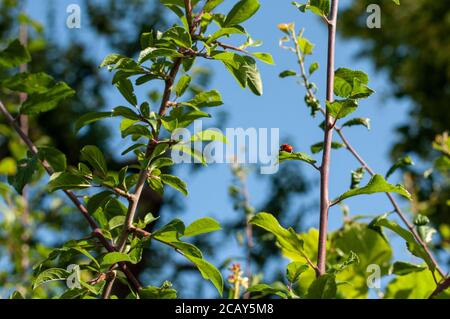 a small red ant bag beetle with black spots sitting on a leaf Stock Photo