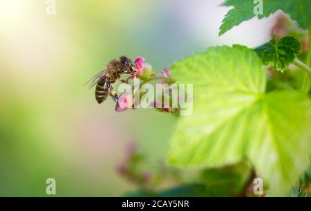 Honey bee covered with white colored pollen, drink nectar from white colored flowers and pollinating them, the best photo Stock Photo