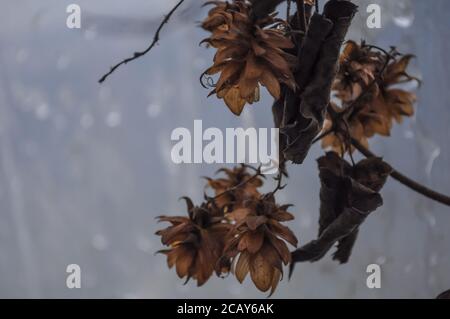 Late autumn. Withered bouquet of flowers and hop seeds on a gray blurred frost background. Dry flower, autumn background Stock Photo