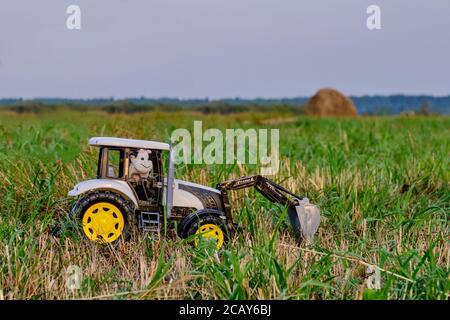 Toy tractor with toy tractor driver cow on real agricultural field Stock Photo
