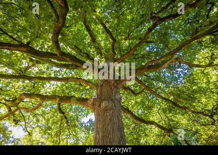 Trunk, branches and canopy of a large, healthy English oak (Quercus robur) in full leaf in summer in East Sussex, south-east England Stock Photo