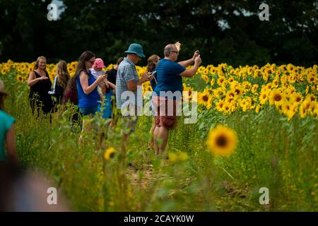 Oil company Hard Pressed opened up its first seasons Sunflowers to the public this weekend whislt raising money for the Sowenna Appeal, a Cornish ment Stock Photo