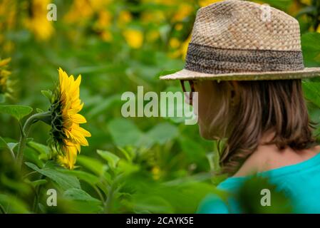 Oil company Hard Pressed opened up its first seasons Sunflowers to the public this weekend whislt raising money for the Sowenna Appeal, a Cornish ment Stock Photo