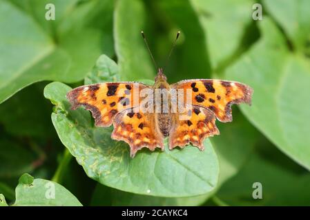 Adult Comma sunning itself. Stock Photo