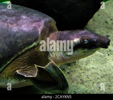 Carettochelys insculpta. The merry turtle swims under the water. Funny animals, the best photo Stock Photo