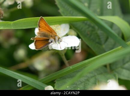 A small skipper butterfly (UK) feeding off bramble blossom. Stock Photo