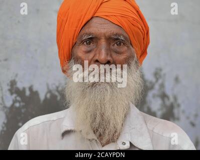 Old Indian Sikh man with orange turban (dastar) and long grey beard poses for a headshot. Stock Photo