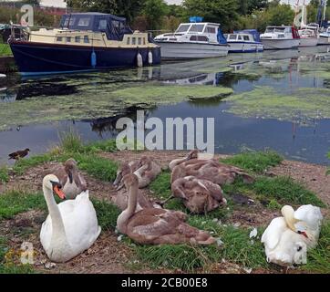 Swans with young Cygnets, at Fiddlers Ferry yacht haven,boatyard, summer, Penketh, Warrington,Cheshire, England, UK, WA5 2UJ Stock Photo