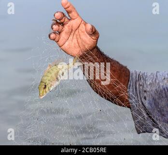 Juvenile orange striped emperor fish (Lethrinus obsoletus) caught with a net in shallow waters off the beach in Kosrae, Micronesia. A long net made of filament threads is is spread by two people. A third person smacks the water to drive fish into the net. Stock Photo