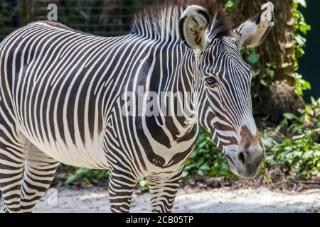 The Grevy's zebra  is the largest living wild equid and the largest and most threatened of the three species of zebra, Stock Photo