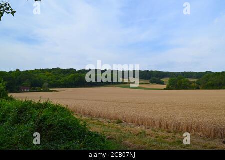 Mid August on the North Downs Way path between Knockholt Pound and Chevening hamlet. Photos show the chalk escarpment of the North Downs Stock Photo