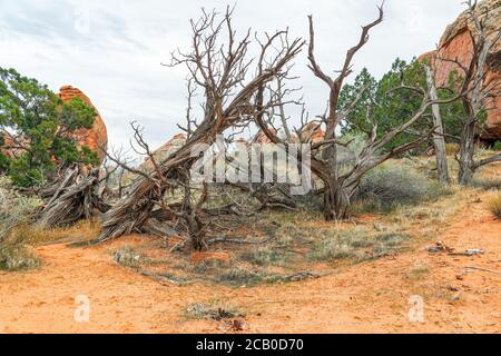 Group of dead trees along the Devils Garden Trail. Arches National Park. Utah. USA Stock Photo