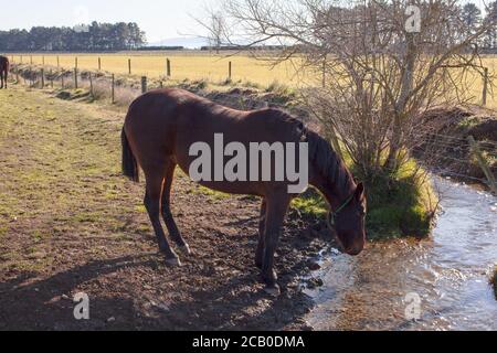 New Zealand Countryside Scenes: horse breeding Stock Photo