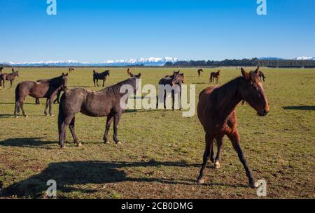 New Zealand Countryside Scenes: horse breeding Stock Photo