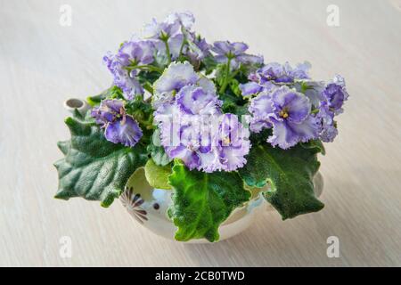 Beautiful indoor plants. Violets bloomed on the windowsill at home. Stock Photo