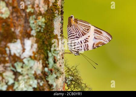 Dirce beauty, mosaic or zebra mosaic (Colobura dirce), is a butterfly of the family Nymphalidae. Icononzo, Tolima, Colombia Stock Photo