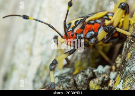 Immature Giant Mesquite Bug of the genus Thasus (Hemiptera, Coreidae ...