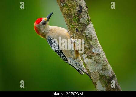 Red-crowned woodpecker (Melanerpes rubricapillus), a resident breeding bird from southwestern Costa Rica south to Colombia, Venezuela, the Guianas and Stock Photo
