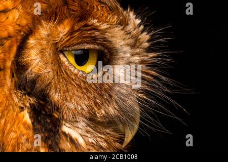Close up of tropical screech owl (Megascops choliba), Icononzo, Tolima, Colombia Stock Photo