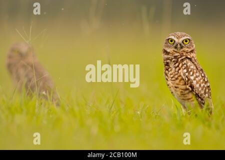 The burrowing owl (Athene cunicularia) is a small, long-legged owl found throughout open landscapes of North and South America. Stock Photo