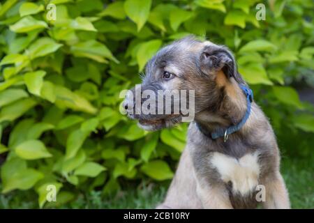 A beautiful two-Month-Old beige grey irish wolfhound in head in a garden.Irish Wolfhound puppy resting in nature. Sunny weather.Portrait Funny dog Stock Photo