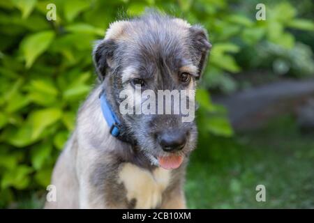 A beautiful two-Month-Old beige grey irish wolfhound in head in a garden.Irish Wolfhound puppy resting in nature. Sunny weather.Portrait Funny dog Stock Photo