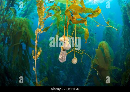 Giant kelp, Macrocystis pyrifera, anchors itself to rocks on the bottom. As it grows and the air bladders that lift the strands multiply the kelp will Stock Photo