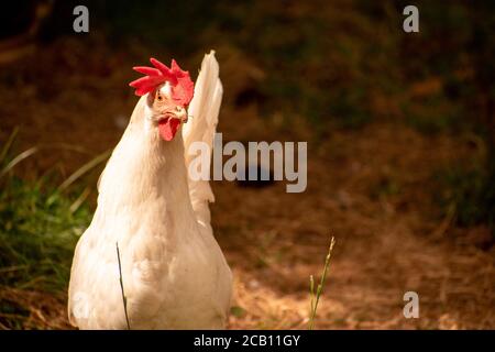 White leghorn hen chicken free ranging Stock Photo