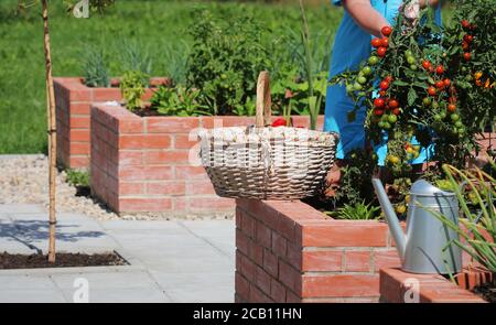 Woman gardener picking vegetables .Raised beds gardening in an urban garden growing plants herbs spices berries and vegetables . Stock Photo