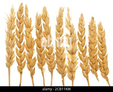 Wheat isolated on white background Stock Photo