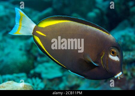Japanese surgeonfish, Acanthurus japonicus,  are often found near the top of the reef in the surge zone, Yap, Micronesia. Stock Photo