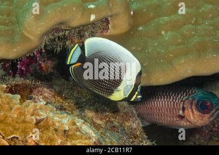 Reticulated butterflyfish, Chaetodon reticulatus. The scrapes above the fish on the hard coral were made by a parrotfish. Yap, Micronesia. Stock Photo