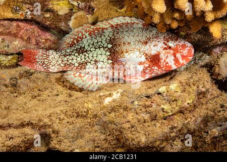 The initial phase of a redlip parrotfish, Scarus rubroviolaceus, photographed while sleeping at night, Hawaii. Stock Photo