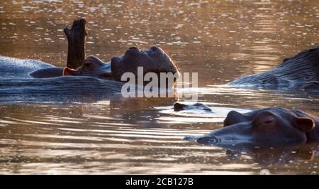 Hippo in water with group members sleeping Stock Photo