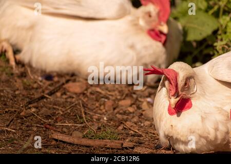 White leghorn chickens hens napping Stock Photo