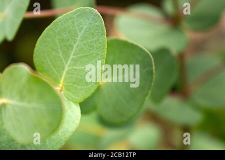 Eucalyptus leaves closeup Stock Photo