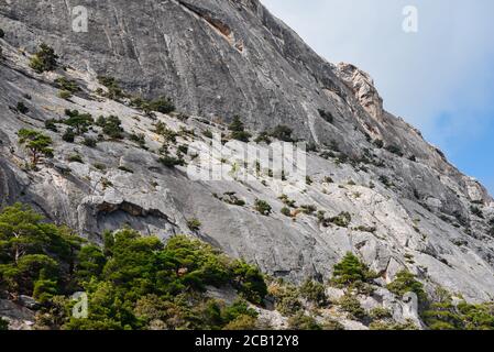 Small trees grow on mountain cliffs. Colorful landscape. Nature background. Stock Photo